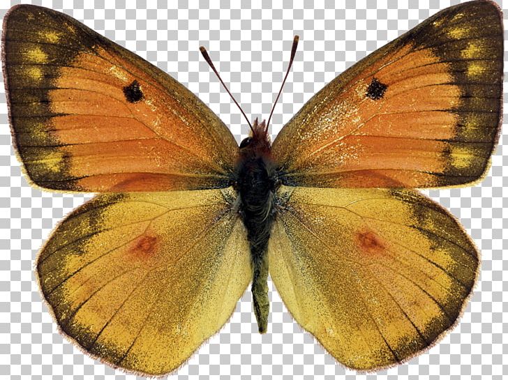 Clouded Yellows Butterfly Moth Brush-footed Butterflies Gossamer-winged Butterflies PNG, Clipart, Arthropod, Brush Footed Butterfly, Butt, Butterfly, Colias Free PNG Download