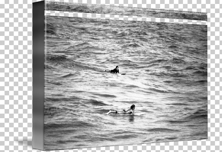 Duck Water Photography Wood /m/083vt PNG, Clipart, Animals, Bird, Black And White, Duck, Ducks Geese And Swans Free PNG Download