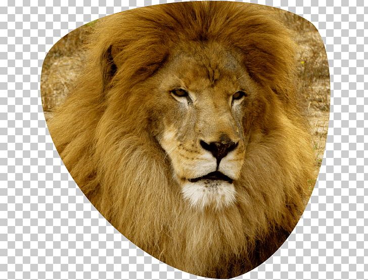 East African Lion Great Cats World Park Felidae Lions And Tigers PNG, Clipart, Animal, Bengal Tiger, Big Cat, Big Cats, Carnivoran Free PNG Download