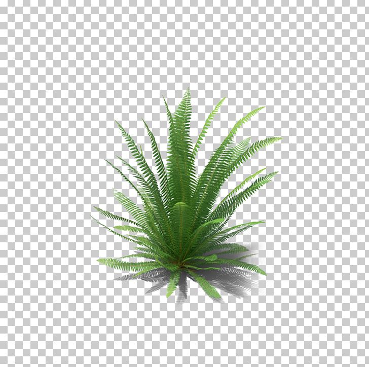 Fern Monilophyta PNG, Clipart, Aloe, Computer Icons, Download, Dryopteris Erythrosora, Fern Free PNG Download