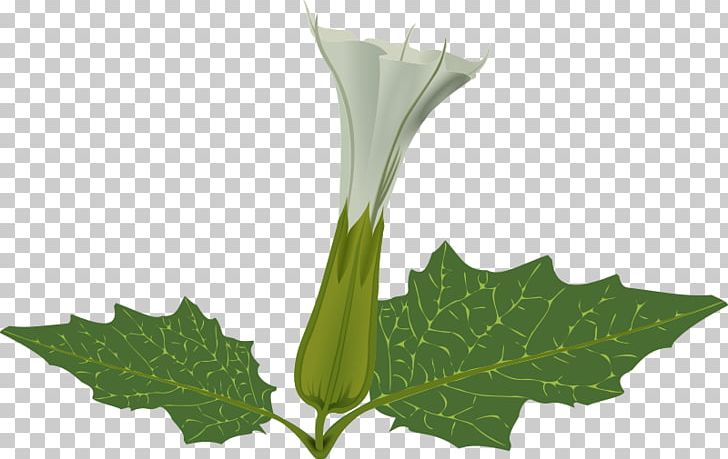 Jimsonweed Flower Angel's Trumpets PNG, Clipart,  Free PNG Download