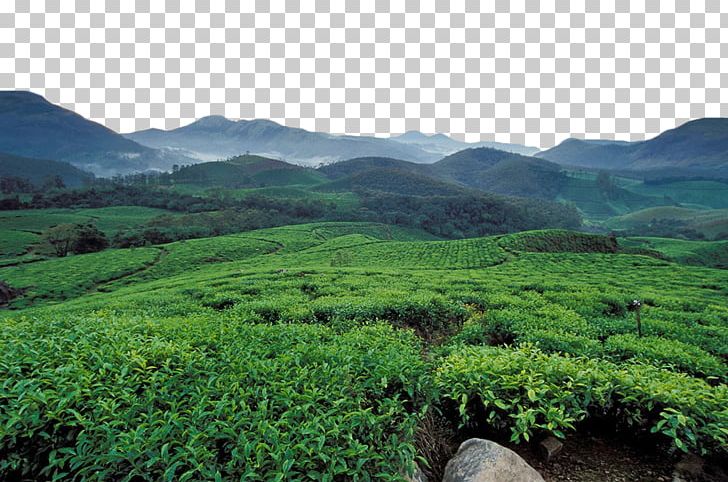 Munnar Longjing Tea U5e90u5c71u4e91u96feu8336 Plantation PNG, Clipart, Agriculture, Crop, Farm, Garden, Grass Free PNG Download