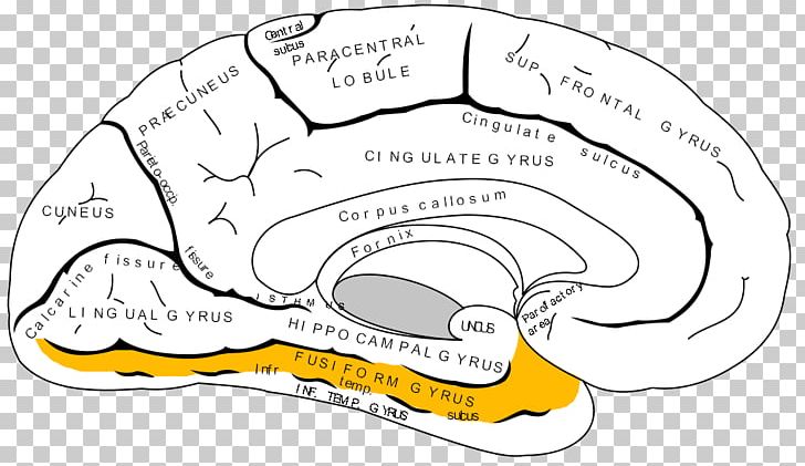 Anterior Cingulate Cortex Cerebral Cortex Prefrontal Cortex Brain PNG, Clipart, Amygdala, Angle, Anterior Cingulate Cortex, Area, Brain Free PNG Download