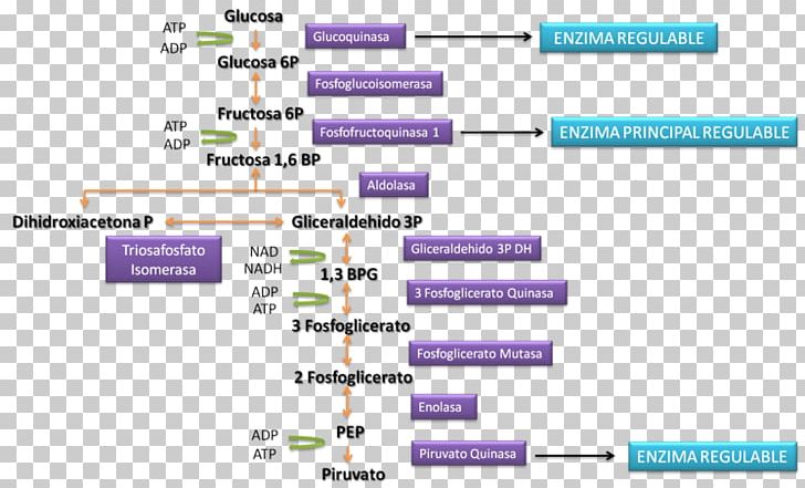 Public University Of Navarre CmapTools Membrana Interna Cell Membrane PNG, Clipart, Angle, Area, Bacterial Outer Membrane, Cell Membrane, Cmaptools Free PNG Download