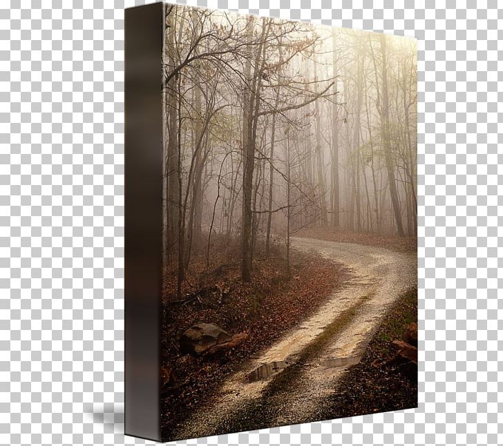 Canvas Print Printing Work Of Art /m/083vt PNG, Clipart, Canvas, Canvas Print, Discover Card, Fog, Forest Free PNG Download