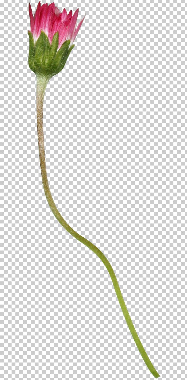 Flowering Plant Plant Stem PNG, Clipart, Bud, Flora, Flower, Flower Collage, Flowering Plant Free PNG Download