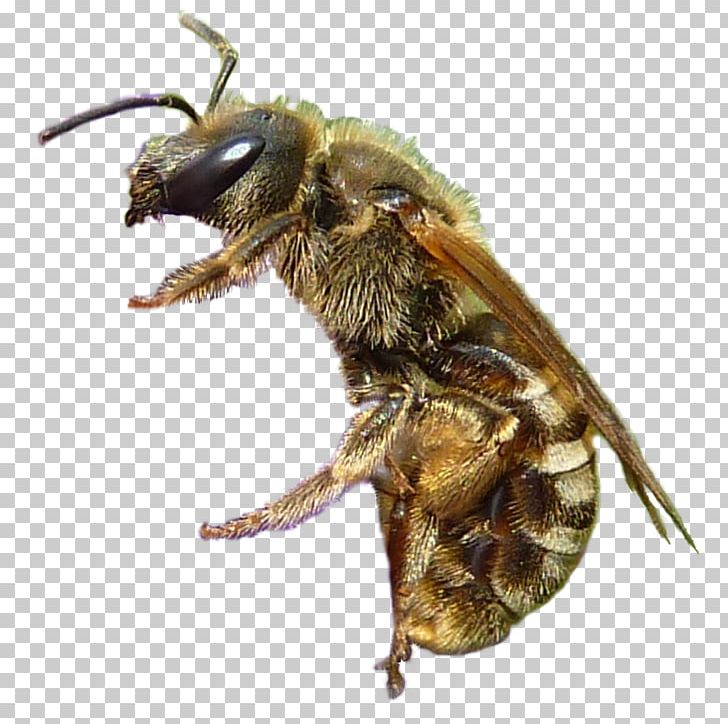 Honey Bee Clipping Path Photo Manipulation Free Software PNG, Clipart, Arthropod, Bee, Chalet, Clipping Path, Computer Software Free PNG Download