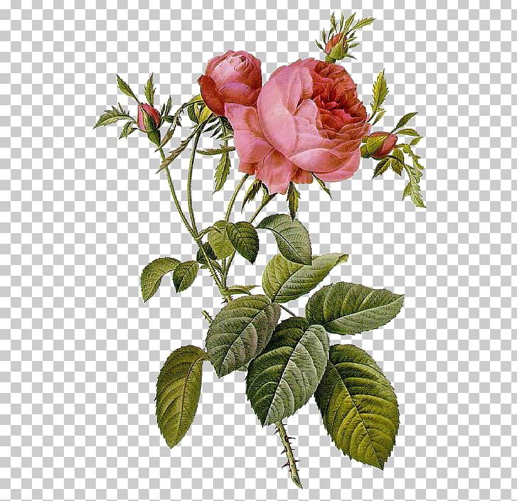 Les Roses Pierre-Joseph Redouté (1759-1840) Illustration Moss Rose PNG, Clipart, Artist, Botanical Illustration, Branch, Bud, Cut Flowers Free PNG Download
