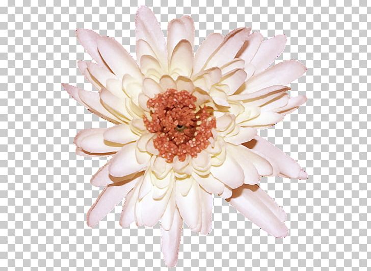 Transvaal Daisy Chrysanthemum Cut Flowers Floristry PNG, Clipart, Alphabet Inc, Atom, Blog, Chrysanthemum, Chrysanthemum Grandiflorum Free PNG Download