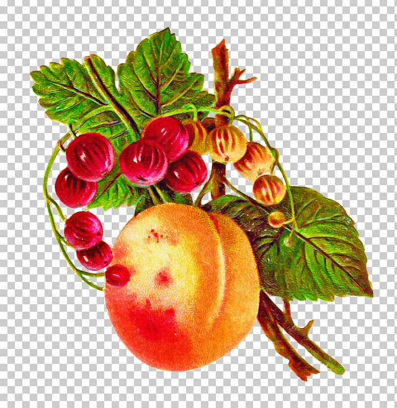 Natural Foods Leaf Food Plant Fruit PNG, Clipart, Accessory Fruit, Berry, European Plum, Flower, Food Free PNG Download