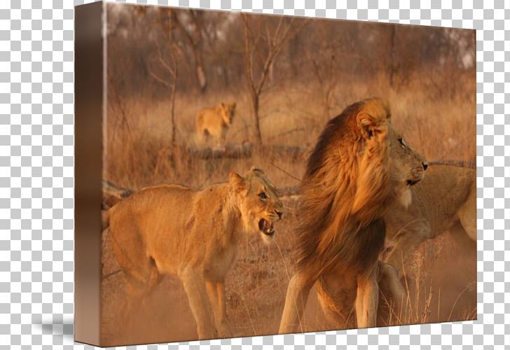 East African Lion Maasai Mara Wildlife Terrestrial Animal PNG, Clipart, Animal, Big Cats, Carnivoran, Cat Like Mammal, East African Lion Free PNG Download