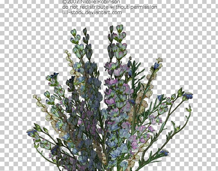 Lavender Drawing Illustration Botany Paper PNG, Clipart, Botanical Illustration, Botany, Branch, Computer Icons, Drawing Free PNG Download