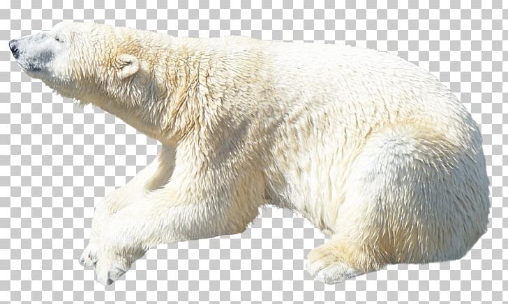 Polar Bear Kodiak Bear Ursinae PNG, Clipart, Animals, Baby Polar Bear, Bear, Brown Bear, Carnivoran Free PNG Download
