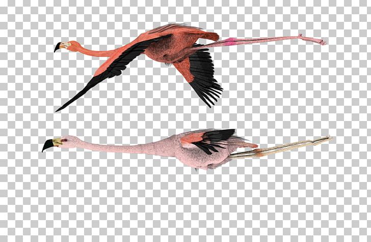 Hummingbird Flamingo Wing PNG, Clipart, American Flamingo, Beak, Bird, Crane, Crane Like Bird Free PNG Download