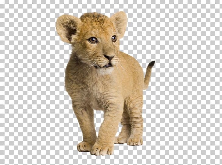 Lion Infant Cuteness PNG, Clipart, Animal, Animals, Baby Lions, Big Cats, Carnivoran Free PNG Download