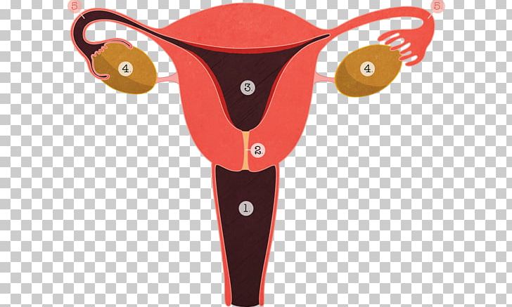 Menopause Female Reproductive System Endometriosis Gynaecology PNG, Clipart, Cervix, Egg Cell, Endometriosis, Fallopian Tube, Female Reproductive System Free PNG Download