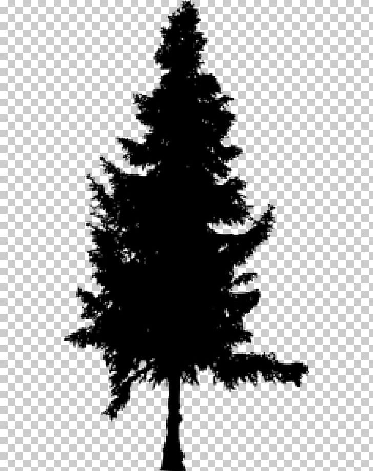 Spruce Pine Fir Silhouette PNG, Clipart, Animals, Black And White, Branch, Christmas Decoration, Christmas Ornament Free PNG Download