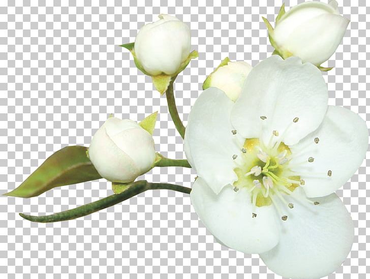 White PNG, Clipart, Blossom, Branch, Button, Country, Country Style Psd Free PNG Download
