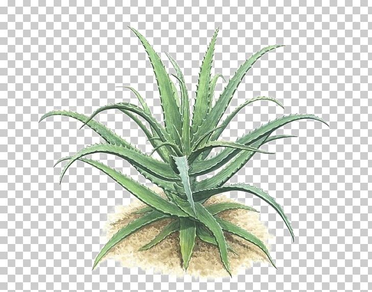 Aloe Vera Plant Green Gel PNG, Clipart, Agave, Aloe, Aloe Plant, Aloe Vera, Aloe Vera Crush Free PNG Download