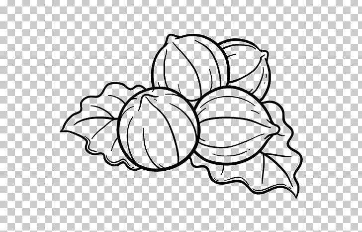 Drawing Hazelnut Dried Fruit Coloring Book Food PNG, Clipart, Art, Artwork, Auglis, Black, Black And White Free PNG Download