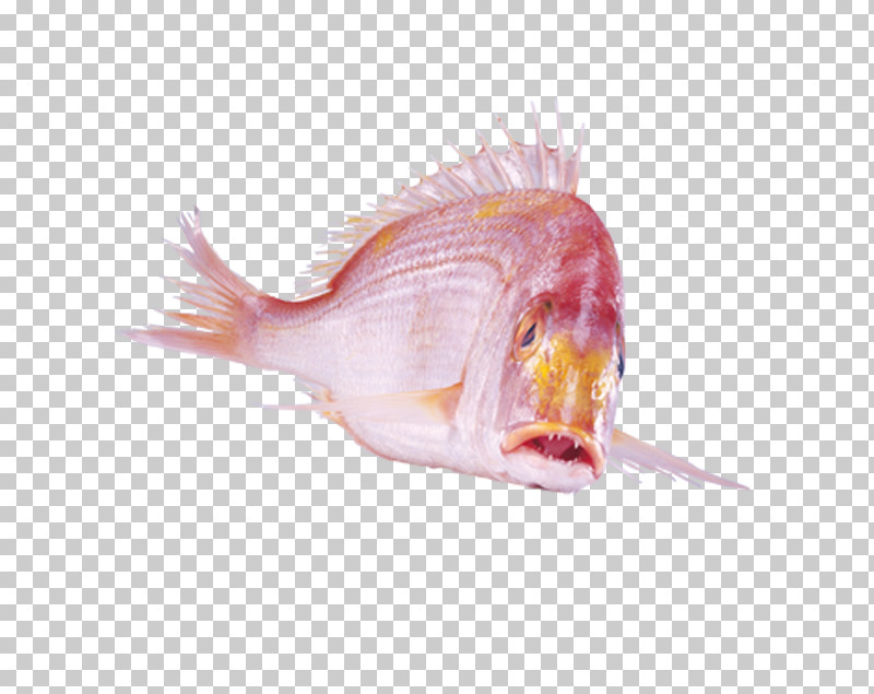 Fish Fish Snapper Red Seabream Deep Sea Fish PNG, Clipart, Deep Sea Fish, Fish, Red Seabream, Snapper, Tail Free PNG Download