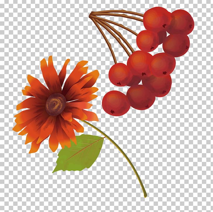 Auglis Fruit PNG, Clipart, Auglis, Chrysanthemum, Chrysanthemum Vector, Color, Colorful Free PNG Download