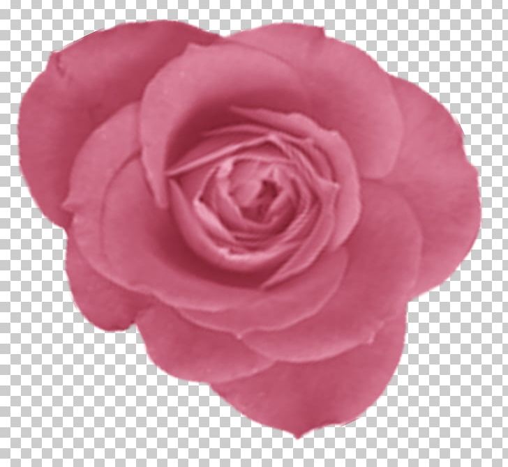 Centifolia Roses Paper Flower Garden Roses PNG, Clipart, Camellia, Centifolia Roses, Cut Flowers, Envelope, Floribunda Free PNG Download