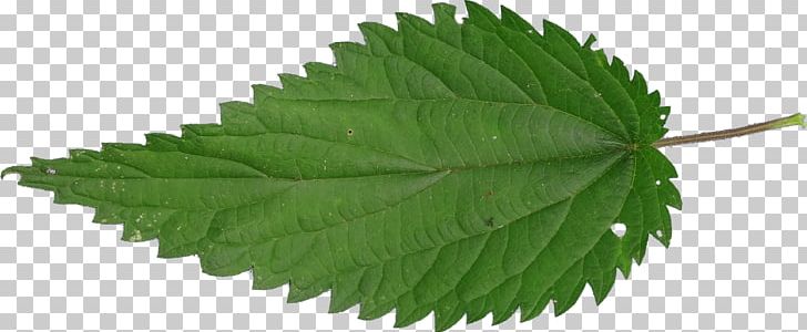 Common Nettle Plant Trace Metal PNG, Clipart, Common Nettle, Dietetica, Food Drinks, Forest, Herb Free PNG Download