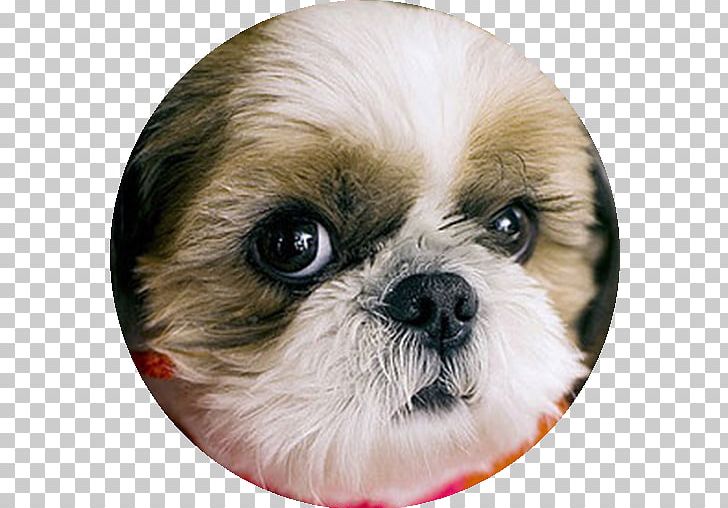 Shih Tzu Chinese Imperial Dog Puppy Dog Breed Companion Dog PNG, Clipart, Animal, Animals, App, Carnivoran, Chinese Imperial Dog Free PNG Download