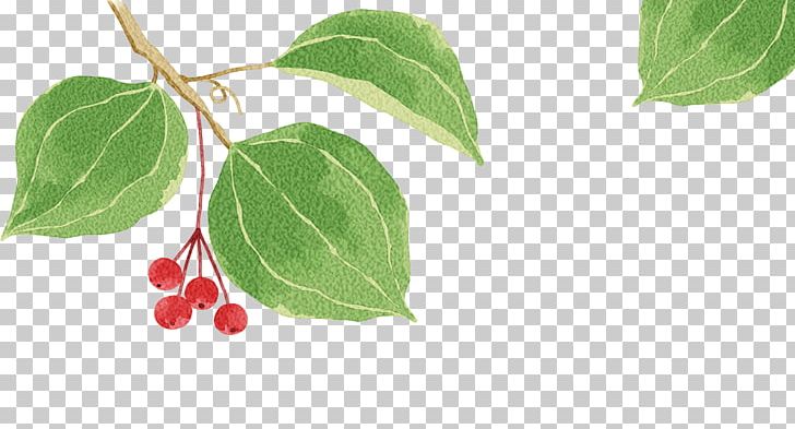 1u670810u65e5 PNG, Clipart, 1u670810u65e5, Artworks, Berries, Berries Vector, Berry Free PNG Download