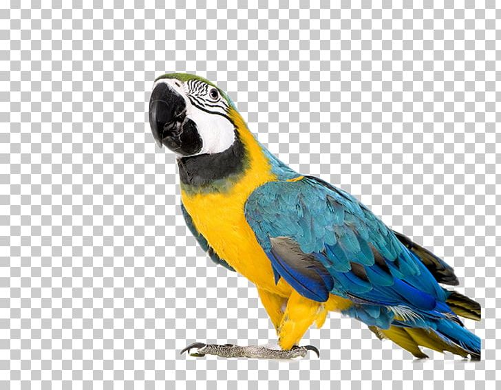 Blue-and-yellow Macaw Parrot Bird Red-and-green Macaw PNG, Clipart, Animals, Cage, Color, Color Pencil, Color Powder Free PNG Download