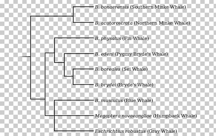 La Plata Dolphin Cetacea Fin Whale Phylogenetic Tree Phylogenetics PNG, Clipart, Angle, Animals, Area, Atlantic Spotted Dolphin, Black And White Free PNG Download