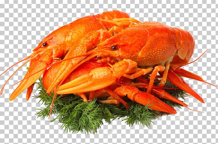 Prawns Beer Caridea Lobster Crayfish As Food PNG, Clipart, Animal Source Foods, Beer, Car, Caridean Shrimp, Crab Meat Free PNG Download