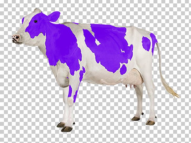 Holstein Friesian Cattle Gyr Cattle Dairy Cattle Milk PNG, Clipart, A2 Milk, Animal Figure, Bull, Calf, Cattle Free PNG Download