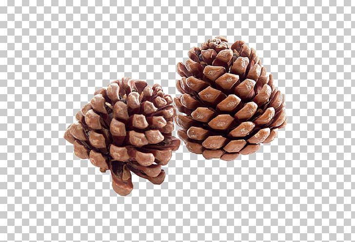 Lacebark Pine Pinus Massoniana Conifer Cone Pinus Armandii Flower PNG, Clipart, Brown, Brown Background, Cone, Conifer Cone, Fruit Free PNG Download