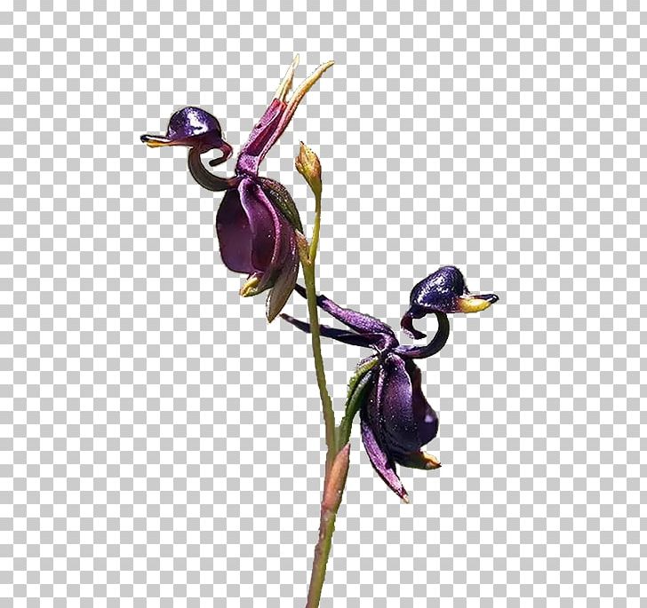 Orchids Embryophyta Flower Caleana Major Duck PNG, Clipart, Animals, Bird, Black Locust, Caleana Major, Duck Free PNG Download