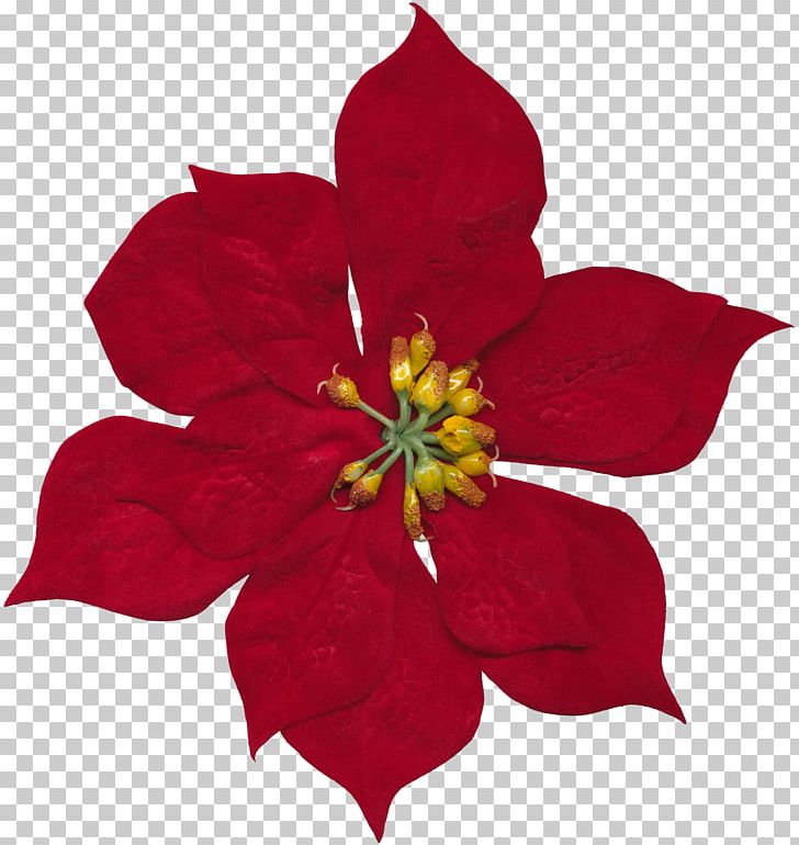 Cut Flowers Floral Design Rosaceae PNG, Clipart, Cut Flowers, Flora, Floral Design, Flower, Flowering Plant Free PNG Download