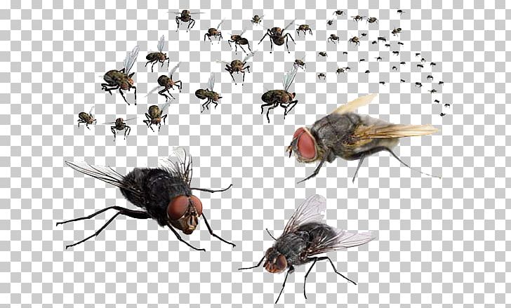 Mosquito Fly PNG, Clipart, Animals, Arthropod, Bait, Cockroach, Drain Fly Free PNG Download