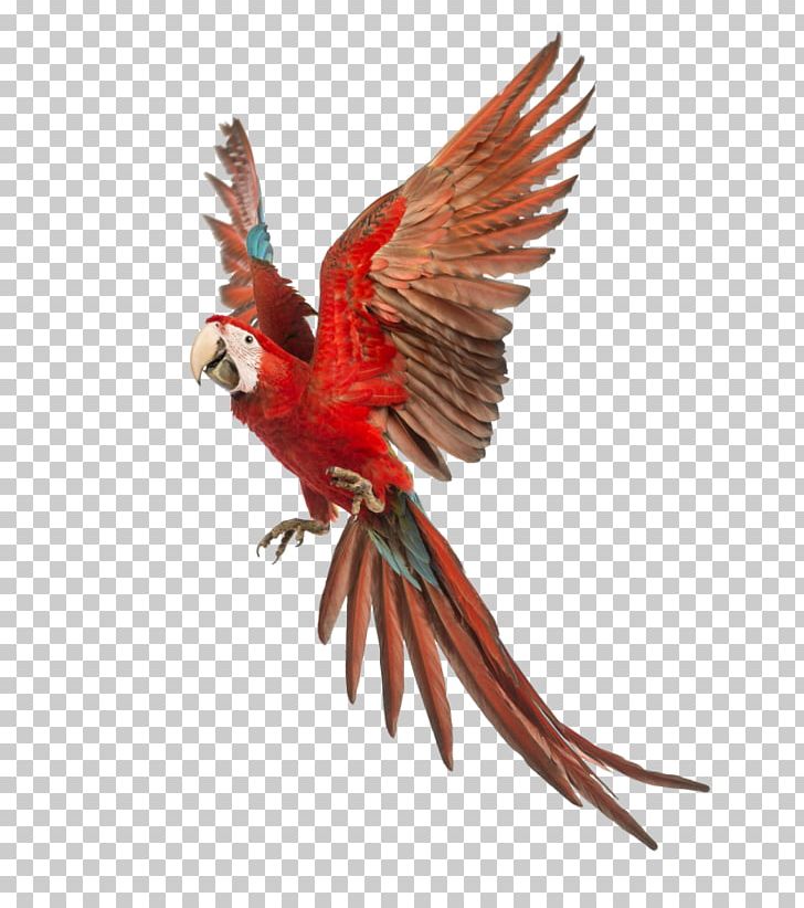 Parrot Red-and-green Macaw Blue-and-yellow Macaw Scarlet Macaw PNG, Clipart, Animals, Beak, Bird, Blueandyellow Macaw, Common Pet Parakeet Free PNG Download
