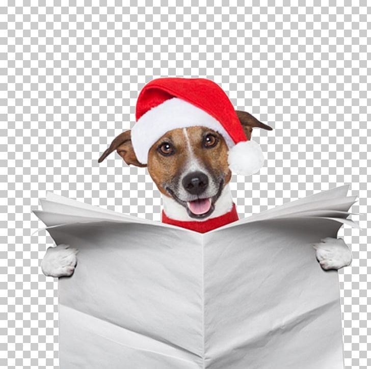 Pug Santa Claus Christmas Gift Christmas Gift PNG, Clipart, Carnivoran, Christmas, Christmas Decoration, Christmas Dog, Christmas Frame Free PNG Download