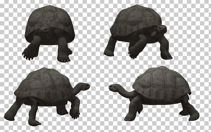 Turtle Reptile Tortoise PNG, Clipart, Animal, Animal Figure, Animals, Download, Fauna Free PNG Download