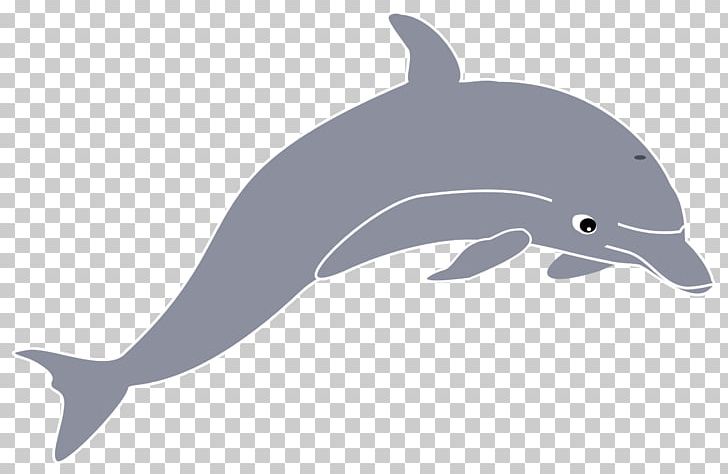 Dolphin PNG, Clipart, Animals, Beak, Blog, Cetacea, Common Bottlenose Dolphin Free PNG Download