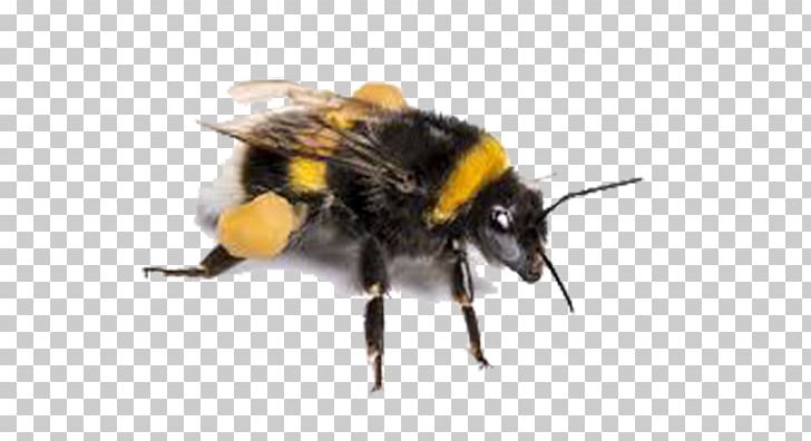 Insect Buff-tailed Bumblebee Apidae Bombus Polaris Honey Bee PNG, Clipart, Animals, Apidae, Arthropod, Bee, Bombus Free PNG Download