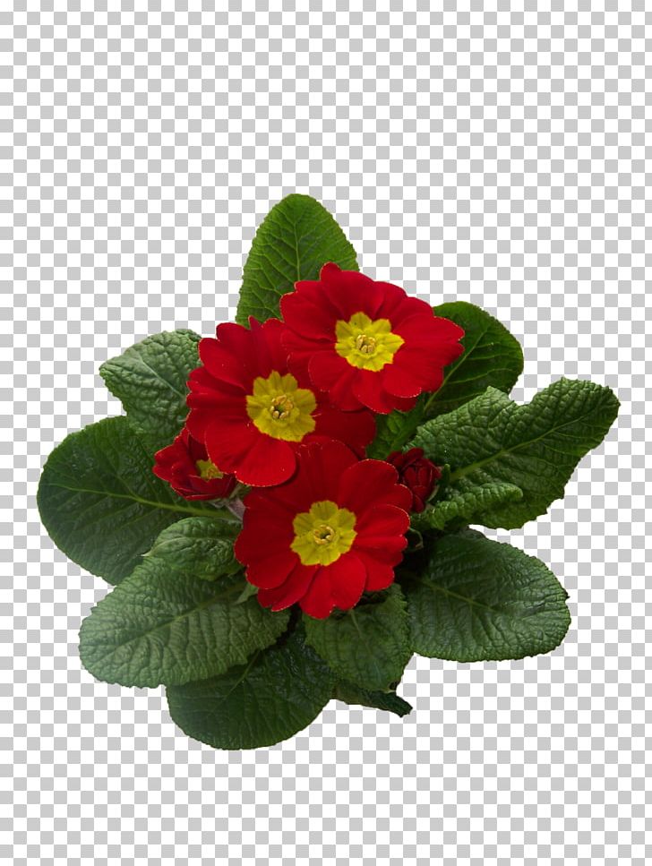 Primrose Cowslip Flower Plant PNG, Clipart, Annual Plant, Blossom, Cowslip, Fleur, Flower Free PNG Download