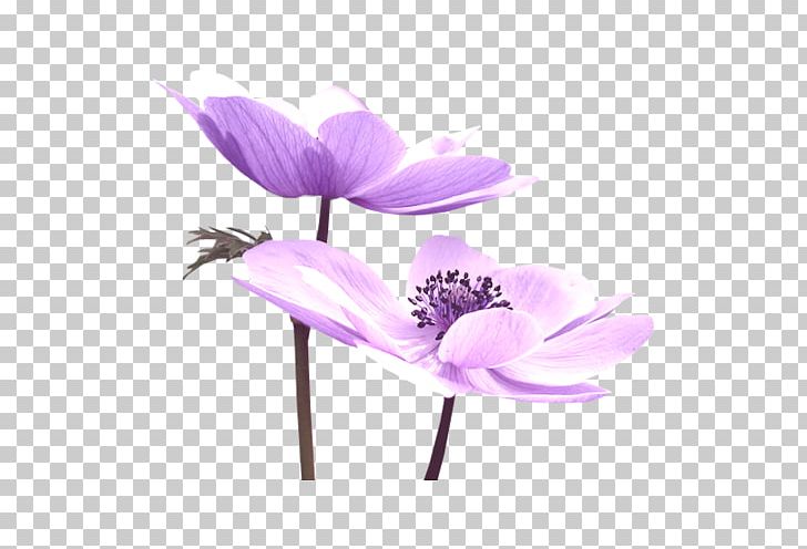 Purple Flower Nelumbo Nucifera PNG, Clipart, Color, Designer, Float, Floral Design, Flower Free PNG Download