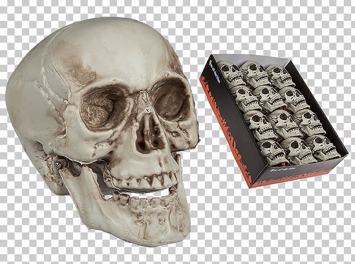 Skull Skeleton PNG, Clipart, Bone, Fantasy, Jaw, Skeleton, Skull Free PNG Download