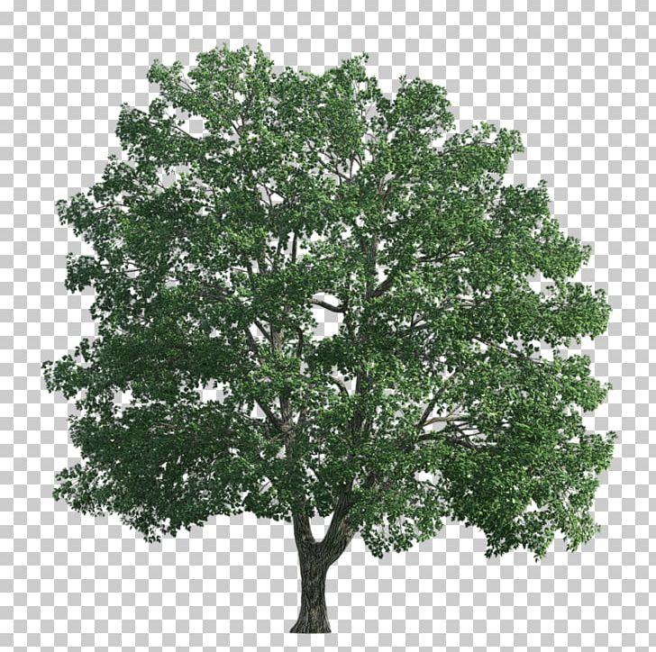 Transparency And Translucency Tree Editing PNG, Clipart, Adobe Flash, Agac, Agac Resimleri, Blog, Branch Free PNG Download