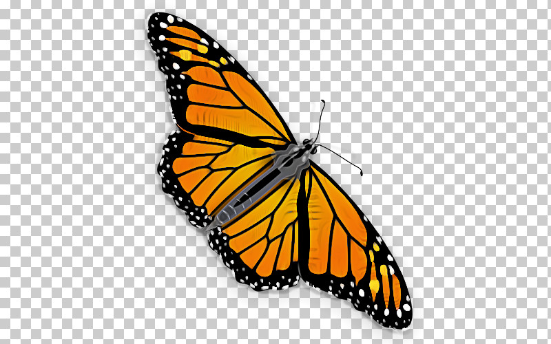 Monarch Butterfly PNG, Clipart, Brushfooted Butterfly, Butterfly, Cynthia Subgenus, Insect, Monarch Butterfly Free PNG Download