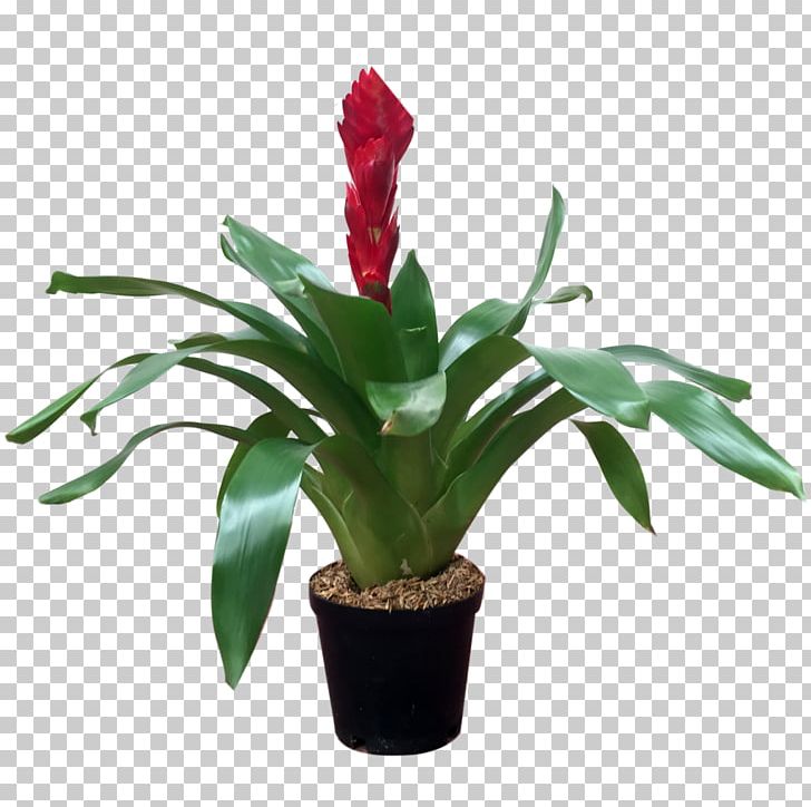 Cattleya Orchids Bromeliads Flowerpot Cut Flowers Houseplant PNG, Clipart, Bromelia, Bromeliaceae, Bromeliads, Cattleya, Cattleya Orchids Free PNG Download