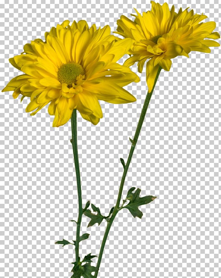 Daisy Family Oxeye Daisy Glebionis Coronaria Cut Flowers PNG, Clipart, Annual Plant, Argyranthemum Frutescens, Chamaemelum, Chamaemelum Nobile, Chrysanthemum Free PNG Download